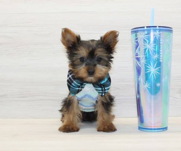 Hope - Teacup Yorkie Puppy - Image 2
