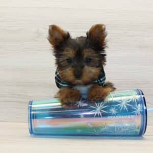 Hope - Teacup Yorkie Puppy