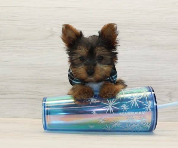 Hope - Teacup Yorkie Puppy