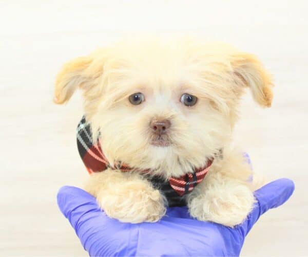 Jeff Bezos - Teacup Shihpoo Puppy - Image 3