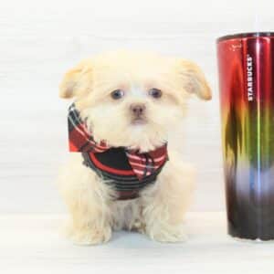 Jeff Bezos - Teacup Shihpoo Puppy