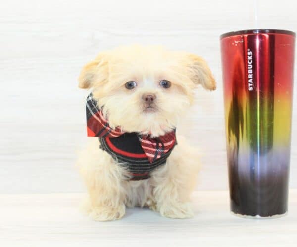 Jeff Bezos - Teacup Shihpoo Puppy