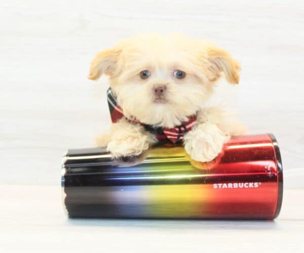 Jeff Bezos - Teacup Shihpoo Puppy - Image 2