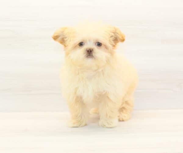 Jeff Bezos - Teacup Shihpoo Puppy - Image 4