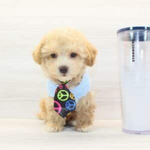 Kaji - Toy Maltipoo Puppy