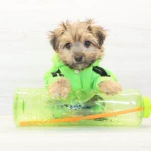 Labubu - Toy Morkie Puppy