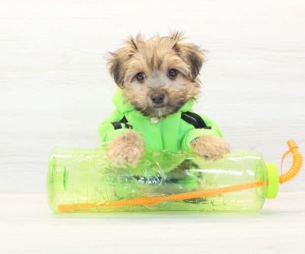 Labubu - Toy Morkie Puppy - Image 2