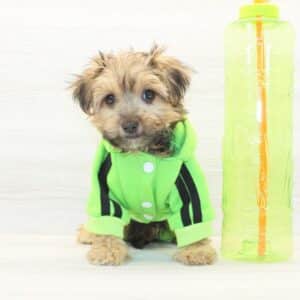 Labubu - Toy Morkie Puppy