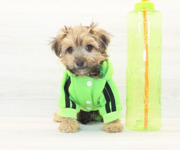 Labubu - Toy Morkie Puppy