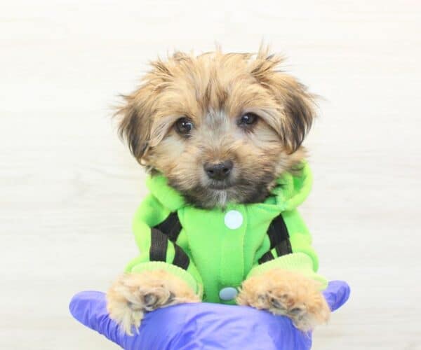 Labubu - Toy Morkie Puppy - Image 3