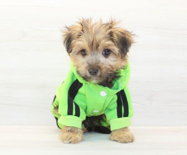 Labubu - Toy Morkie Puppy - Image 4