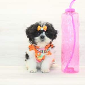 Lauren Sánchez - Toy Shih Tzu Puppy