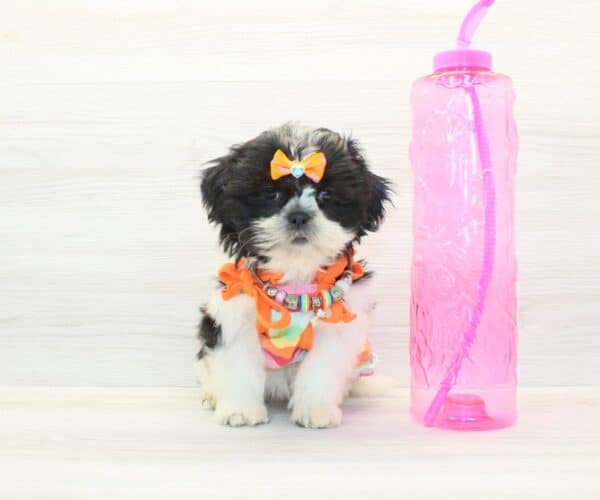 Lauren Sánchez - Toy Shih Tzu Puppy