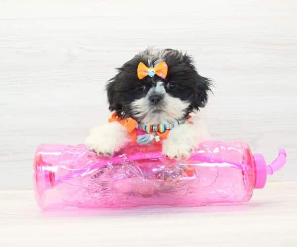 Lauren Sánchez - Toy Shih Tzu Puppy - Image 5