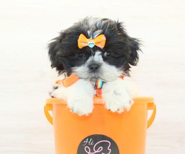 Lauren Sánchez - Toy Shih Tzu Puppy - Image 2