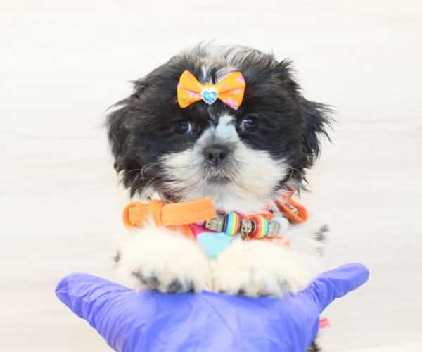 Lauren Sánchez - Toy Shih Tzu Puppy - Image 3