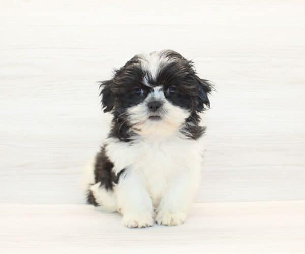 Lauren Sánchez - Toy Shih Tzu Puppy - Image 4