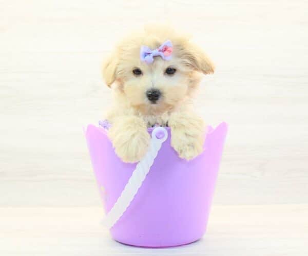 Lilo - Toy Maltipoo Puppy - Image 4