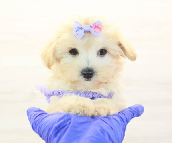 Lilo - Toy Maltipoo Puppy - Image 3