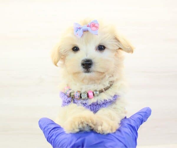 Lilo - Toy Maltipoo Puppy - Image 2