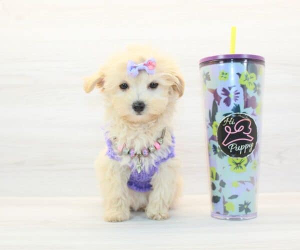 Lilo - Toy Maltipoo Puppy