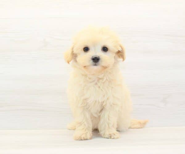 Lilo - Toy Maltipoo Puppy - Image 5