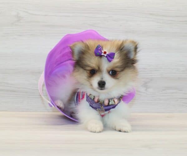 Love - Teacup Pomeranian Puppy - Image 2