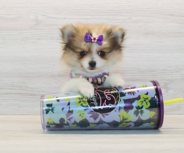 Love - Teacup Pomeranian Puppy - Image 5