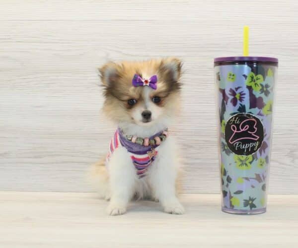 Love - Teacup Pomeranian Puppy - Image 4