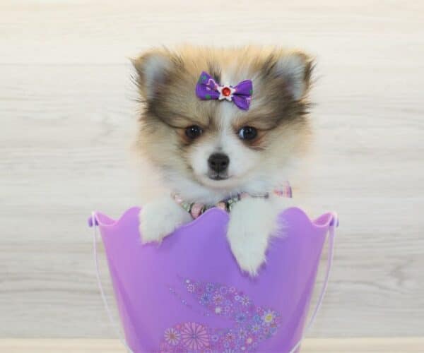 Love - Teacup Pomeranian Puppy - Image 3