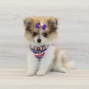 Love - Teacup Pomeranian Puppy