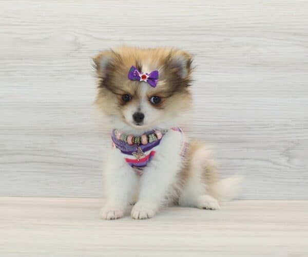 Love - Teacup Pomeranian Puppy