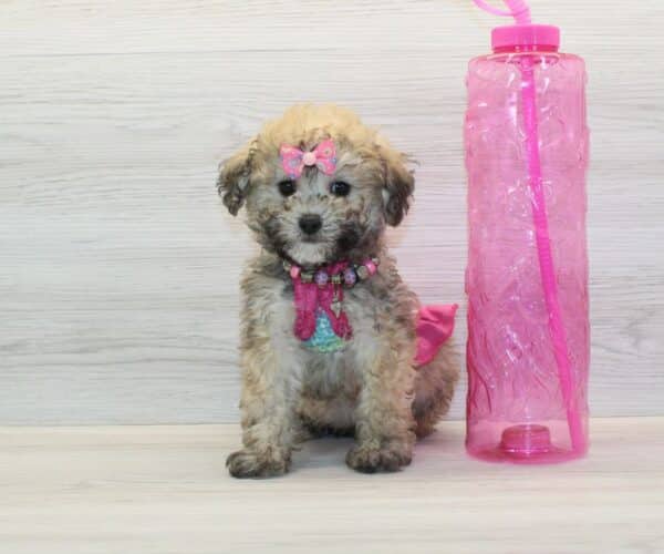 Loyalty - Toy Poodle Puppy - Image 2