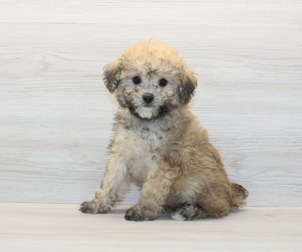 Loyalty - Toy Poodle Puppy - Image 5