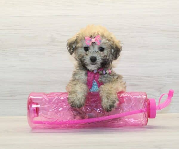 Loyalty - Toy Poodle Puppy