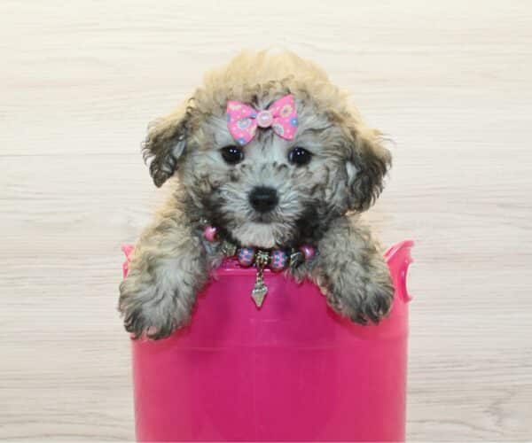 Loyalty - Toy Poodle Puppy - Image 3
