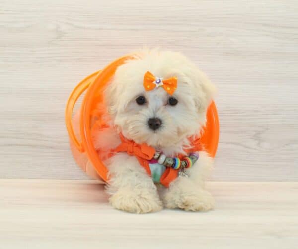 Luck - Teacup Maltipoo Puppy - Image 3