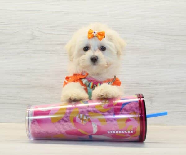 Luck - Teacup Maltipoo Puppy - Image 4