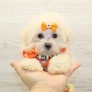 Luck - Teacup Maltipoo Puppy