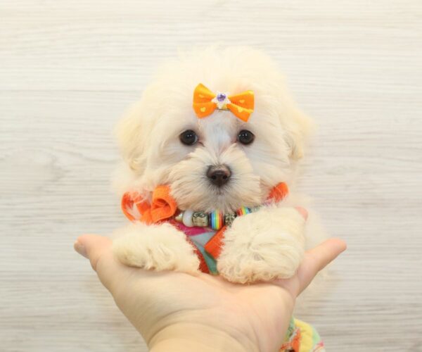 Luck - Teacup Maltipoo Puppy
