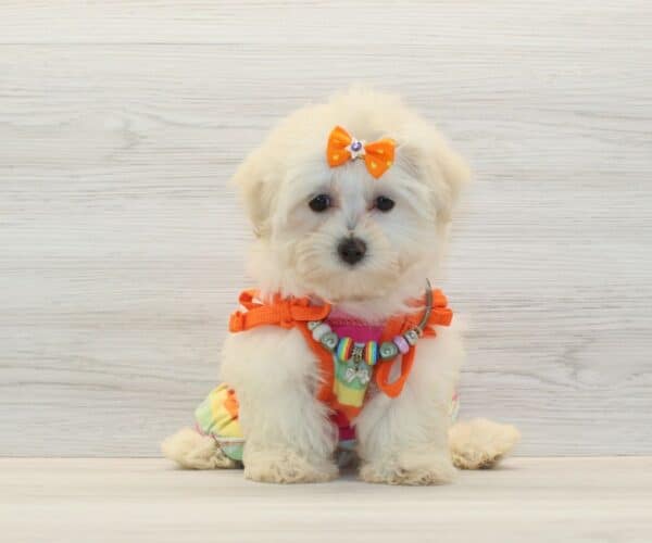 Luck - Teacup Maltipoo Puppy - Image 5