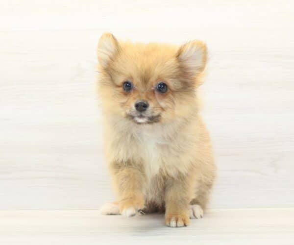 Luma - Teacup Pomeranian Puppy - Image 5