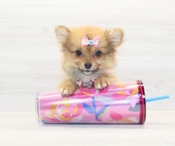 Luma - Teacup Pomeranian Puppy - Image 2