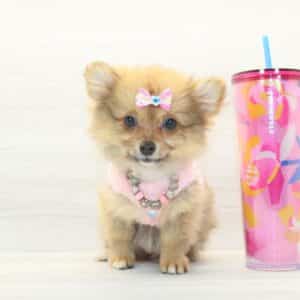 Luma - Teacup Pomeranian Puppy