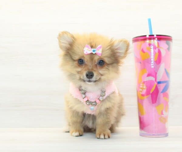 Luma - Teacup Pomeranian Puppy