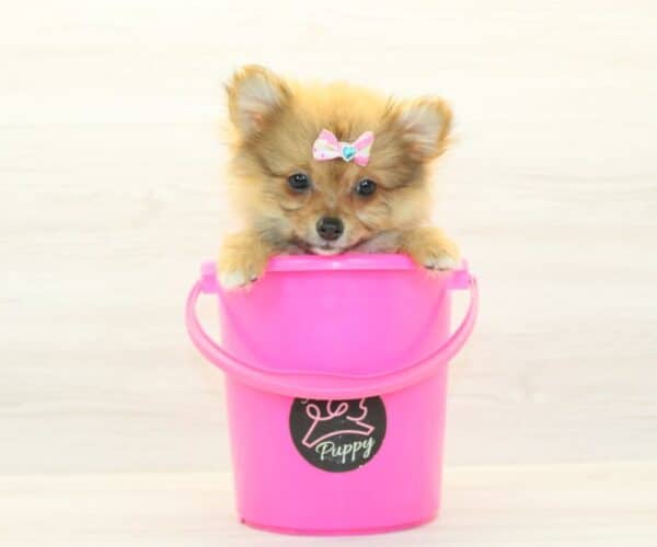 Luma - Teacup Pomeranian Puppy - Image 3