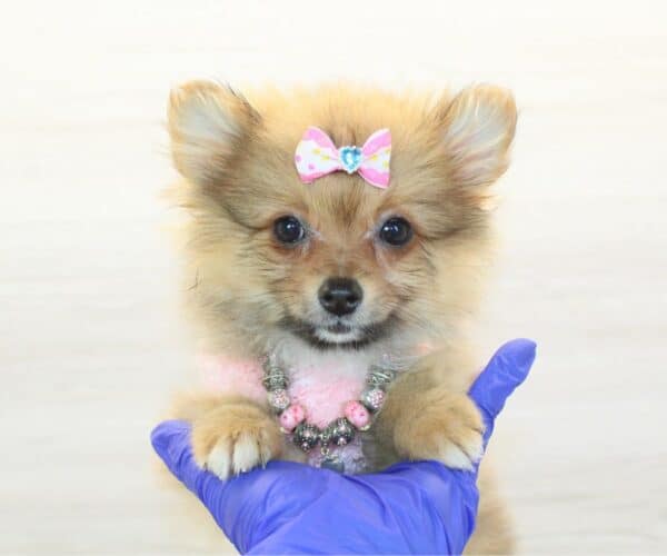 Luma - Teacup Pomeranian Puppy - Image 4