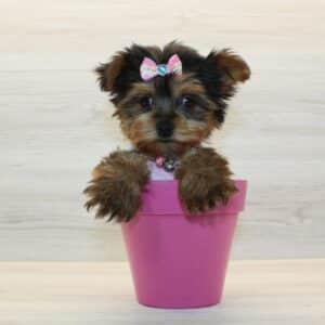 Luxury - Teacup Yorkie Puppy