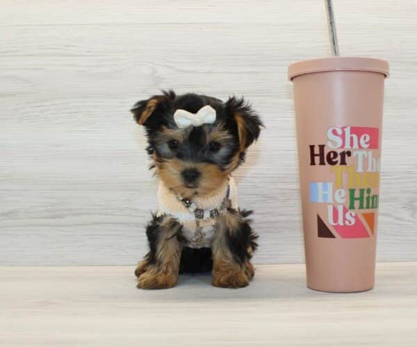 Lychee - Tiny Teacup Yorkie Puppy - Image 4