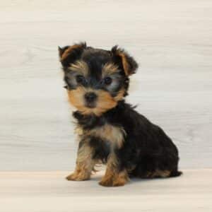 Lychee - Tiny Teacup Yorkie Puppy